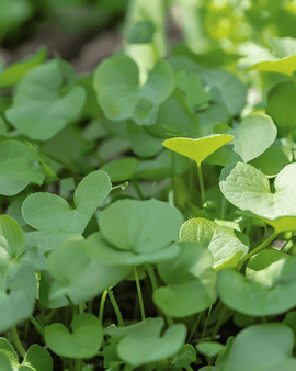 Watercress Garden Seeds Nasturtium Officinale Perennial Herb