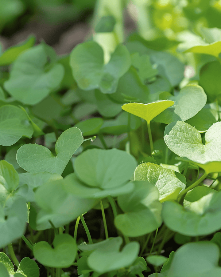 Gartenkresse Samen (Nasturtium officinale) – mehrjähriges Kraut