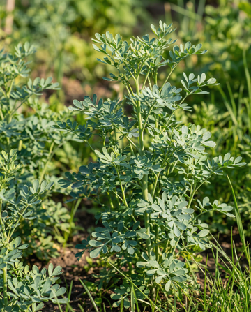 Rue (Ruta graveolens) – perennial herb seeds from SeedsChoice