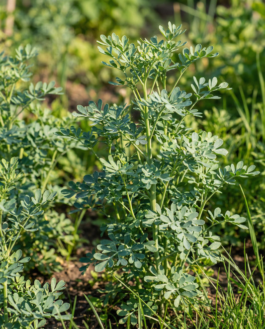 Rue (Ruta graveolens) – perennial herb seeds from SeedsChoice