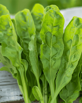 Gartensauerampfer Samen Rumex Acetosa mehrjähriges Kraut