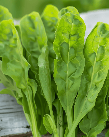 Sauerampfer Samen (Rumex acetosa) – mehrjähriges Kraut