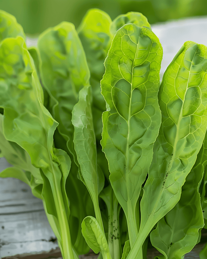 Sauerampfer Samen (Rumex acetosa) – mehrjähriges Kraut