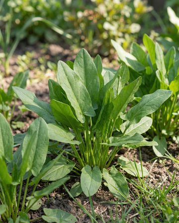 Sauerampfer (Rumex acetosa) – mehrjährige Kräutersamen von SeedsChoice