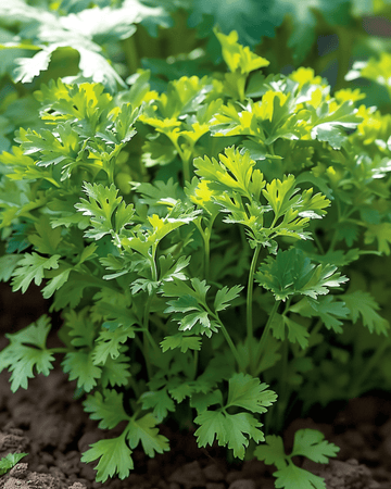 Feingelockter Kerbel Samen (Anthriscus cerefolium) – einjährig