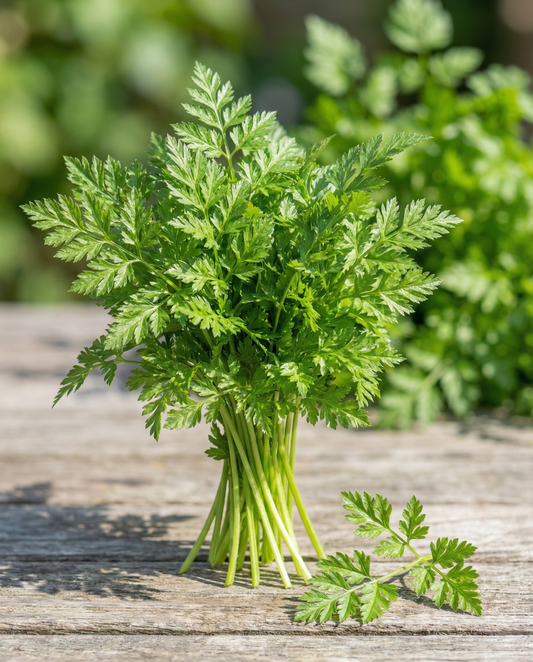 Winterkerbel Vertissimo (Anthriscus cerefolium) – einjährige Gemüsesamen von SeedsChoice