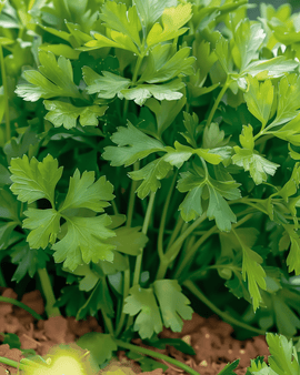 Parsley Seeds Amsterdamse Snij Petroselinum Crispum Annual Herb
