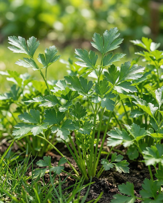 Italian Giant Parsley (Petroselinum crispum) – annual herb seeds from SeedsChoice