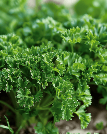 Krause Petersilie Moss Curled Samen (Petroselinum crispum) – zweijährig