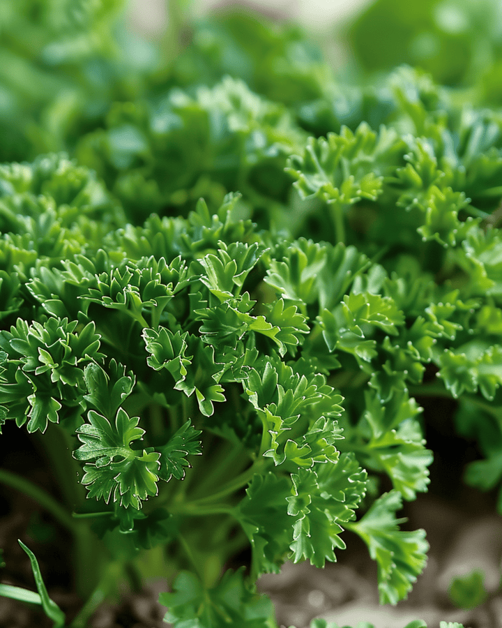 Curly Parsley Moss Curled seeds (Petroselinum crispum) – biennial
