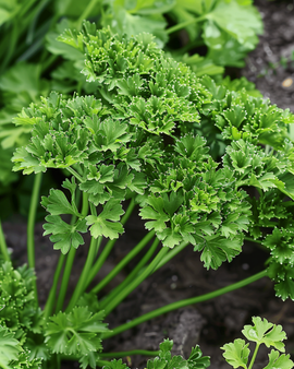Parsley Thujade Seeds Petroselinum Crispum Annual Herb