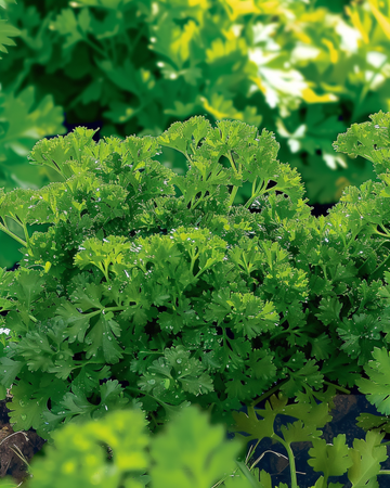 Krause Petersilie Bravour Samen (Petroselinum crispum) – einjähriges Kraut
