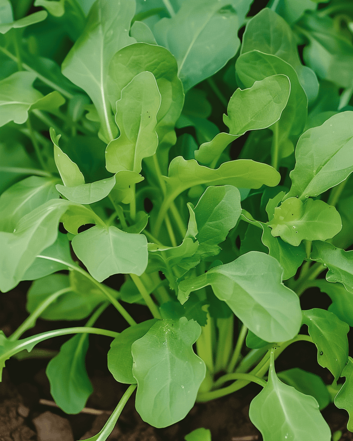 Rucola Rocket Samen (Eruca sativa) – einjähriges Gemüse