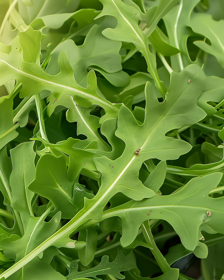 Wild Rocket Leaf Green Samen (Diplotaxis tenuifolia) – mehrjähriges Gemüse