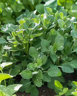 Upland Cress Seeds Barbarea Verna Perennial Vegetable