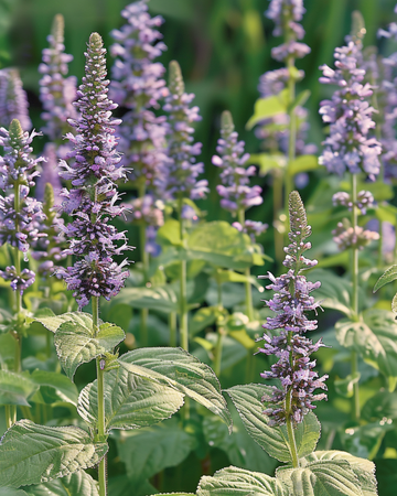 Mexikanischer Ysop Samen (Agastache foeniculum) – einjährige Blume