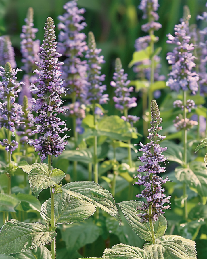 Mexikanischer Ysop Samen (Agastache foeniculum) – einjährige Blume