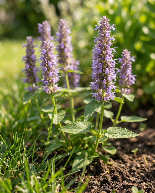 Mexikanischer Ysop (Agastache foeniculum) – einjährige Blumensamen von SeedsChoice