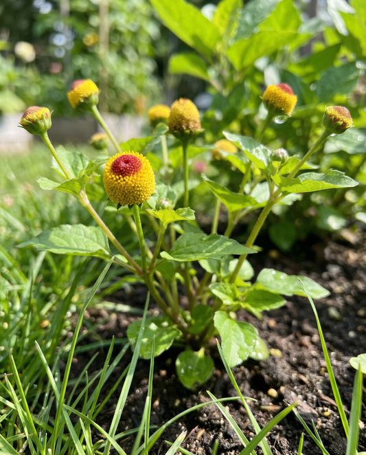 Toothache Plant (Spilanthes oleracea) – annual seeds from SeedsChoice