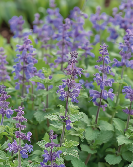 Catmint Seeds Nepeta Mussinii Perennial