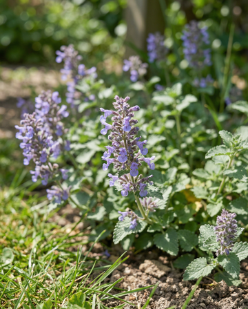Catmint (Nepeta mussinii) – perennial seeds from SeedsChoice