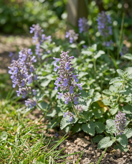 Katzenminze (Nepeta mussinii) – mehrjährige Samen von SeedsChoice