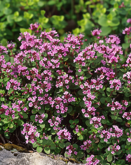 Wild Thyme Seeds Thymus Serpyllum Perennial
