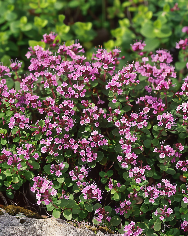 Wilder Thymian Samen (Thymus serpyllum) – mehrjährig