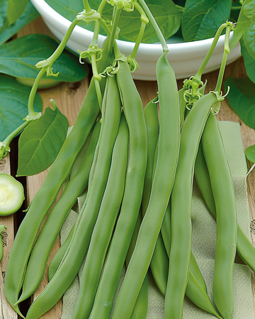 Dwarf Bean Admires seeds (Phaseolus vulgaris) – annual vegetable