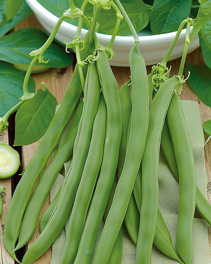 Dwarf Bean Admires seeds (Phaseolus vulgaris) – annual vegetable