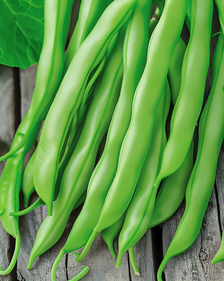 Pole Bean Terli 25g seeds (Phaseolus vulgaris) – annual vegetable