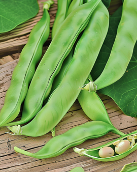 Pole Bean Seeds Mechelse Tros Phaseolus Vulgaris Annual 25g