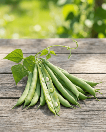 Stangenbohne Mechelse Tros 25g (Phaseolus vulgaris) – einjährige Gemüsesamen von SeedsChoice