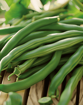 Bush Beans Ferrari Seeds Phaseolus Vulgaris Annual 20g