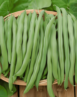 Buschbohnensamen Prelude Phaseolus Vulgaris einjährig frühe Ernte