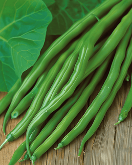 Buschbohnensamen Miracle Phaseolus Vulgaris einjährige Sorte