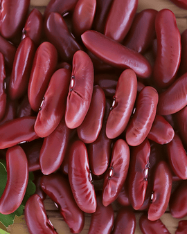 Canadian Wonder Dwarf French Bean Seeds Phaseolus Vulgaris Annual