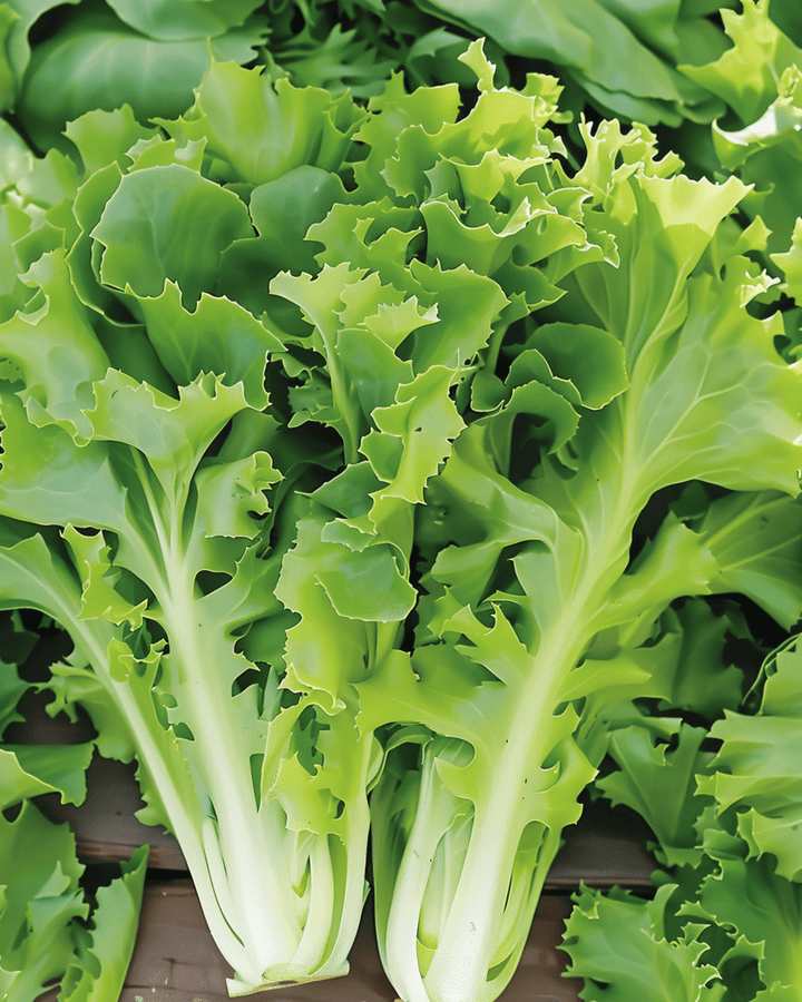 Endive Batavian Green seeds (Cichorium endivia) – annual vegetable