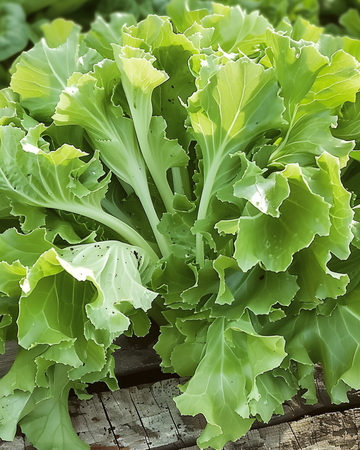 Endive Avantgarde seeds (Cichorium endivia) – annual vegetable
