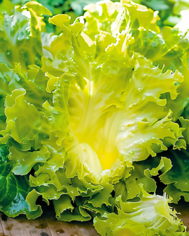 Krausendiviensamen De Meaux Cichorium Endivia einjährig Frisée-Typ