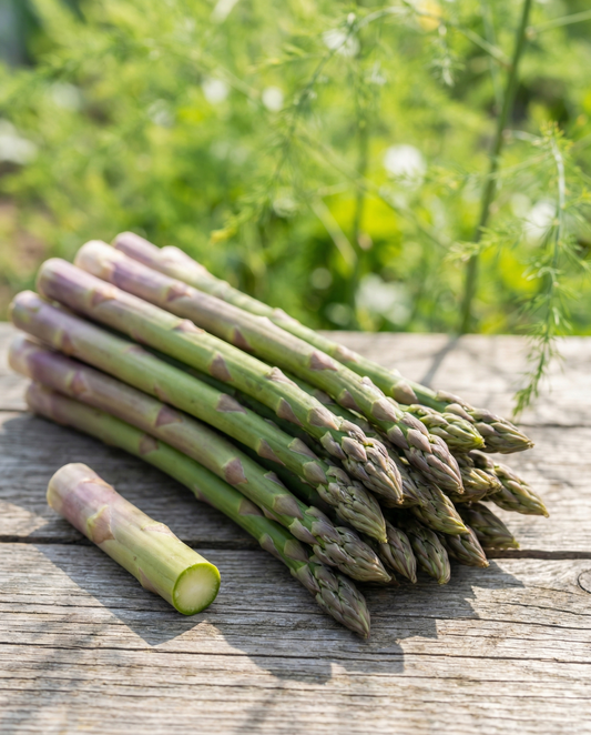 Albenga F1 (Asparagus officinalis) – mehrjährige Samen von SeedsChoice