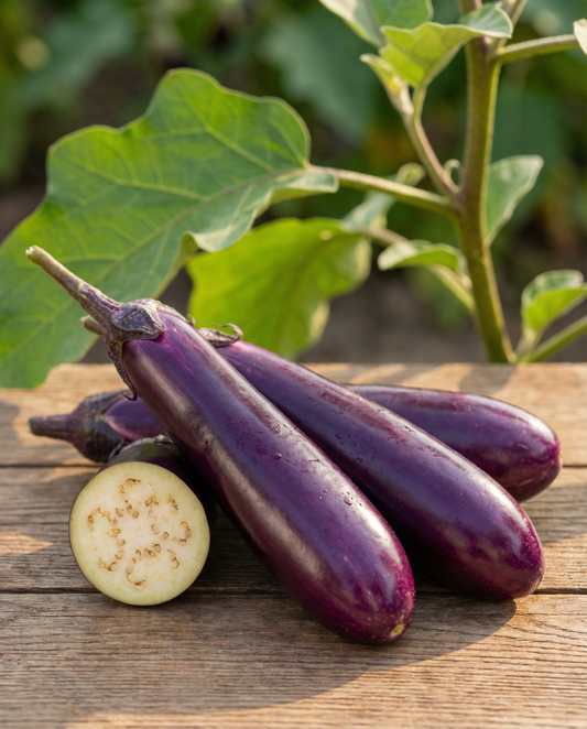 Eggplant Violetta Lunga 2 Long Purple (Solanum melongena) – annual vegetable seeds from SeedsChoice