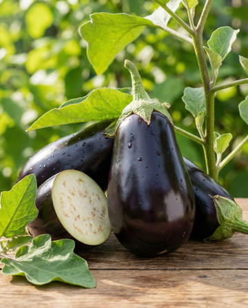 Aubergine Black Beauty (Solanum melongena) – einjährige Gemüsesamen von SeedsChoice