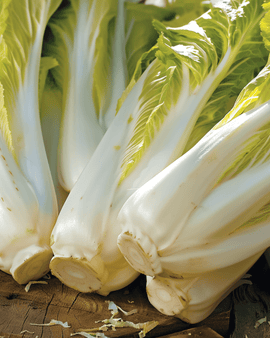 Chicoréesamen Brüsseler Cichorium Intybus zweijähriges Gemüse