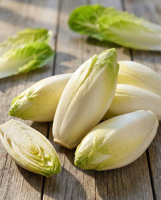 Brussels Chicory Videna (Cichorium intybus) – biennial vegetable seeds from SeedsChoice