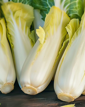 Chicory Zoom F1 Witloof Samen (Cichorium intybus) – zweijähriges Gemüse