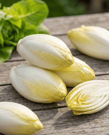 Chicory Zoom F1 Witloof (Cichorium intybus) – zweijährige Gemüsesamen von SeedsChoice