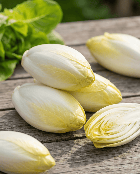 Chicory Zoom F1 Witloof (Cichorium intybus) – biennial vegetable seeds from SeedsChoice