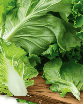 Sugarloaf Chicory Seeds Cichorium Intybus Annual Vegetable