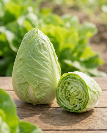 Sugarloaf Chicory (Cichorium intybus) – annual vegetable seeds from SeedsChoice